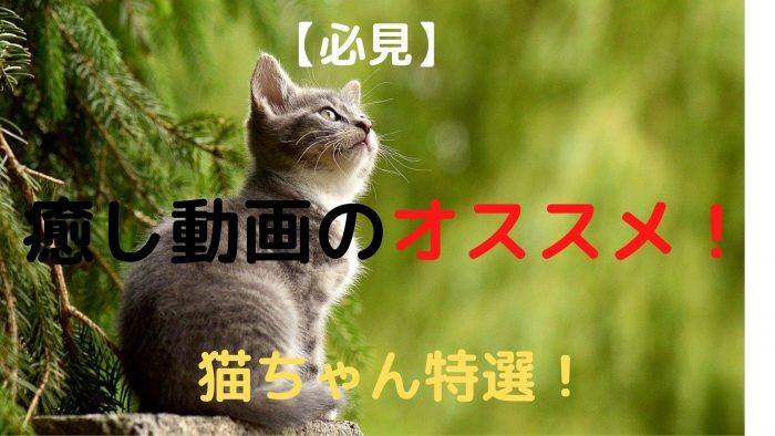 必見】癒し動画のオススメ！猫ちゃん特選！youtube  そわわんの暇つぶし